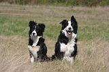 BORDER COLLIE 1505